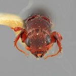 male | Image Author: SM Smith | Michigan State University | holotype Platypus longior Wood | holotype | Cartago, 15 km SE | Collection: Entomology