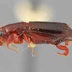 male | Image Author: SM Smith | Michigan State University | holotype Platypus longior Wood | holotype | Cartago, 15 km SE | Collection: Entomology