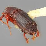 male | Image Author: SM Smith | Michigan State University | holotype Platypus longior Wood | holotype | Cartago, 15 km SE | Collection: Entomology