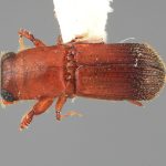 male | Image Author: SM Smith | Michigan State University | holotype Platypus pouteriae Wood | holotype | Socopo, 40 km SE | Collection: Entomology