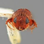 male | Image Author: SM Smith | Michigan State University | holotype Platypus pouteriae Wood | holotype | Socopo, 40 km SE | Collection: Entomology
