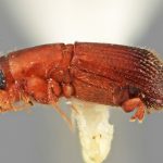 male | Image Author: SM Smith | Michigan State University | holotype Platypus pouteriae Wood | holotype | Socopo, 40 km SE | Collection: Entomology