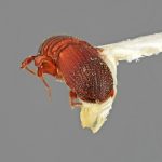 male | Image Author: SM Smith | Michigan State University | holotype Platypus pouteriae Wood | holotype | Socopo, 40 km SE | Collection: Entomology