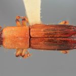 male | Image Author: SM Smith | Michigan State University | holotype Tesserocerus forceps Wood | holotype | Pandora | Collection: Entomology
