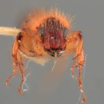 male | Image Author: SM Smith | Michigan State University | holotype Tesserocerus forceps Wood | holotype | Pandora | Collection: Entomology