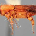 male | Image Author: SM Smith | Michigan State University | holotype Tesserocerus forceps Wood | holotype | Pandora | Collection: Entomology