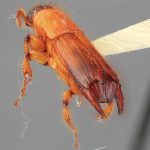 male | Image Author: SM Smith | Michigan State University | holotype Tesserocerus forceps Wood | holotype | Pandora | Collection: Entomology