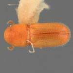 female | Image Author: SM Smith | Michigan State University | holotype Araptus cuspidus Wood | holotype | San Blas, 8 km E  | Collection: Entomology