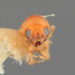 female | Image Author: SM Smith | Michigan State University | holotype Araptus cuspidus Wood | holotype | San Blas, 8 km E  | Collection: Entomology