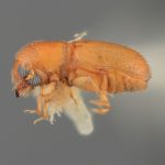 female | Image Author: SM Smith | Michigan State University | holotype Araptus cuspidus Wood | holotype | San Blas, 8 km E  | Collection: Entomology