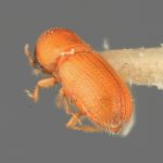 female | Image Author: SM Smith | Michigan State University | holotype Araptus cuspidus Wood | holotype | San Blas, 8 km E  | Collection: Entomology