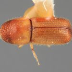 female | Image Author: SM Smith | Michigan State University | holotype Dendroterus resolutus Wood | holotype | Playa del Coco | Collection: Entomology