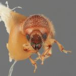 female | Image Author: SM Smith | Michigan State University | holotype Dendroterus resolutus Wood | holotype | Playa del Coco | Collection: Entomology