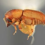 female | Image Author: SM Smith | Michigan State University | holotype Dendroterus resolutus Wood | holotype | Playa del Coco | Collection: Entomology