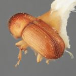 female | Image Author: SM Smith | Michigan State University | holotype Dendroterus resolutus Wood | holotype | Playa del Coco | Collection: Entomology