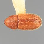 male | Image Author: SM Smith | Michigan State University | holotype Spermophthorus aberrans Wood | holotype | San Vito, 6 km S | Collection: Entomology