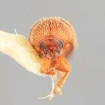 male | Image Author: SM Smith | Michigan State University | holotype Spermophthorus aberrans Wood | holotype | San Vito, 6 km S | Collection: Entomology