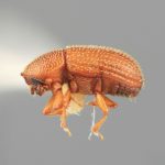 male | Image Author: SM Smith | Michigan State University | holotype Spermophthorus aberrans Wood | holotype | San Vito, 6 km S | Collection: Entomology
