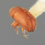 male | Image Author: SM Smith | Michigan State University | holotype Spermophthorus aberrans Wood | holotype | San Vito, 6 km S | Collection: Entomology