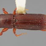 male | Image Author: SM Smith | Michigan State University | holotype Platypus longius Wood | holotype | Volcán Pacaya | Collection: Entomology