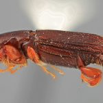 male | Image Author: SM Smith | Michigan State University | holotype Platypus longius Wood | holotype | Volcán Pacaya | Collection: Entomology
