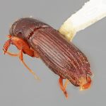 male | Image Author: SM Smith | Michigan State University | holotype Platypus longius Wood | holotype | Volcán Pacaya | Collection: Entomology