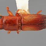 male | Image Author: SM Smith | Michigan State University | holotype Platypus eversus Wood | holotype | Colonia, 8 km S | Collection: Entomology