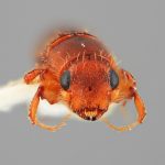 male | Image Author: SM Smith | Michigan State University | holotype Platypus eversus Wood | holotype | Colonia, 8 km S | Collection: Entomology