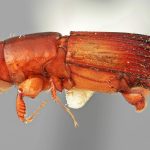 male | Image Author: SM Smith | Michigan State University | holotype Platypus eversus Wood | holotype | Colonia, 8 km S | Collection: Entomology
