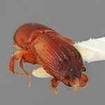 male | Image Author: SM Smith | Michigan State University | holotype Platypus eversus Wood | holotype | Colonia, 8 km S | Collection: Entomology