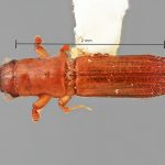 male | Image Author: SM Smith | Michigan State University | holotype Platypus sicarius Wood | holotype | Miri, 10 km SE  | Collection: Entomology