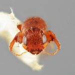 male | Image Author: SM Smith | Michigan State University | holotype Platypus sicarius Wood | holotype | Miri, 10 km SE  | Collection: Entomology