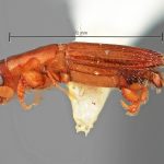 male | Image Author: SM Smith | Michigan State University | holotype Platypus sicarius Wood | holotype | Miri, 10 km SE  | Collection: Entomology