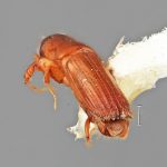 male | Image Author: SM Smith | Michigan State University | holotype Platypus sicarius Wood | holotype | Miri, 10 km SE  | Collection: Entomology