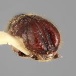 male | Image Author: SM Smith | Michigan State University | holotype Conophthorus mexicanus Wood | holotype | Necaxa | Collection: Entomology