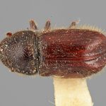 male | Image Author: SM Smith | Michigan State University | holotype Conophthorus mexicanus Wood | holotype | Necaxa | Collection: Entomology