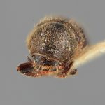 male | Image Author: SM Smith | Michigan State University | holotype Conophthorus mexicanus Wood | holotype | Necaxa | Collection: Entomology