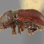 male | Image Author: SM Smith | Michigan State University | holotype Conophthorus mexicanus Wood | holotype | Necaxa | Collection: Entomology