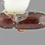 female | Image Author: SM Smith | Michigan State University | holotype Araptus attenuatus Wood | holotype | Bahia de los Ángeles, 30 mi (48 km) W | Collection: Entomology
