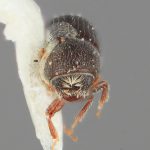 female | Image Author: SM Smith | Michigan State University | holotype Araptus attenuatus Wood | holotype | Bahia de los Ángeles, 30 mi (48 km) W | Collection: Entomology