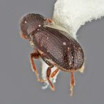female | Image Author: SM Smith | Michigan State University | holotype Araptus attenuatus Wood | holotype | Bahia de los Ángeles, 30 mi (48 km) W | Collection: Entomology