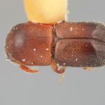 female | Image Author: SM Smith | Michigan State University | holotype Paracorthylus velutinus Wood | holotype | Moravia | Collection: Entomology