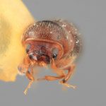female | Image Author: SM Smith | Michigan State University | holotype Paracorthylus velutinus Wood | holotype | Moravia | Collection: Entomology