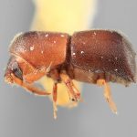 female | Image Author: SM Smith | Michigan State University | holotype Paracorthylus velutinus Wood | holotype | Moravia | Collection: Entomology
