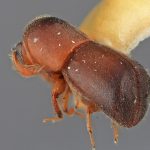 female | Image Author: SM Smith | Michigan State University | holotype Paracorthylus velutinus Wood | holotype | Moravia | Collection: Entomology