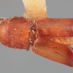 female | Image Author: SM Smith | Michigan State University | holotype Metacorthylus costulatus Wood | holotype | Braulio Carrillo N.P. | Collection: Entomology