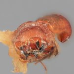 female | Image Author: SM Smith | Michigan State University | holotype Metacorthylus costulatus Wood | holotype | Braulio Carrillo N.P. | Collection: Entomology
