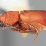 female | Image Author: SM Smith | Michigan State University | holotype Metacorthylus costulatus Wood | holotype | Braulio Carrillo N.P. | Collection: Entomology