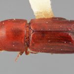 male | Image Author: SM Smith | Michigan State University | holotype Paracorthylus subcostulatus Wood | holotype | Colonia Tovar | Collection: Entomology