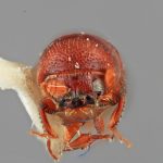 male | Image Author: SM Smith | Michigan State University | holotype Paracorthylus subcostulatus Wood | holotype | Colonia Tovar | Collection: Entomology